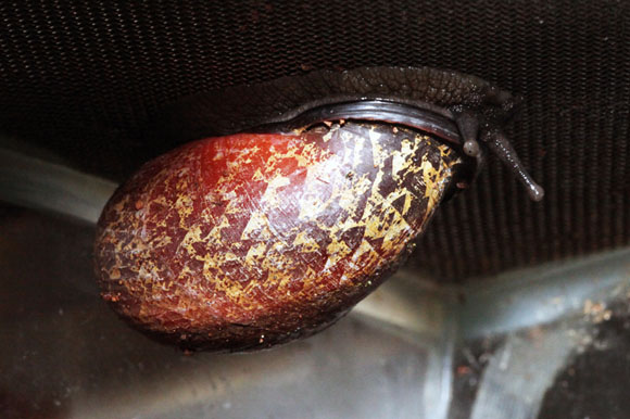 Oligospira waltoni Deniyaya, Sri Lanka adult